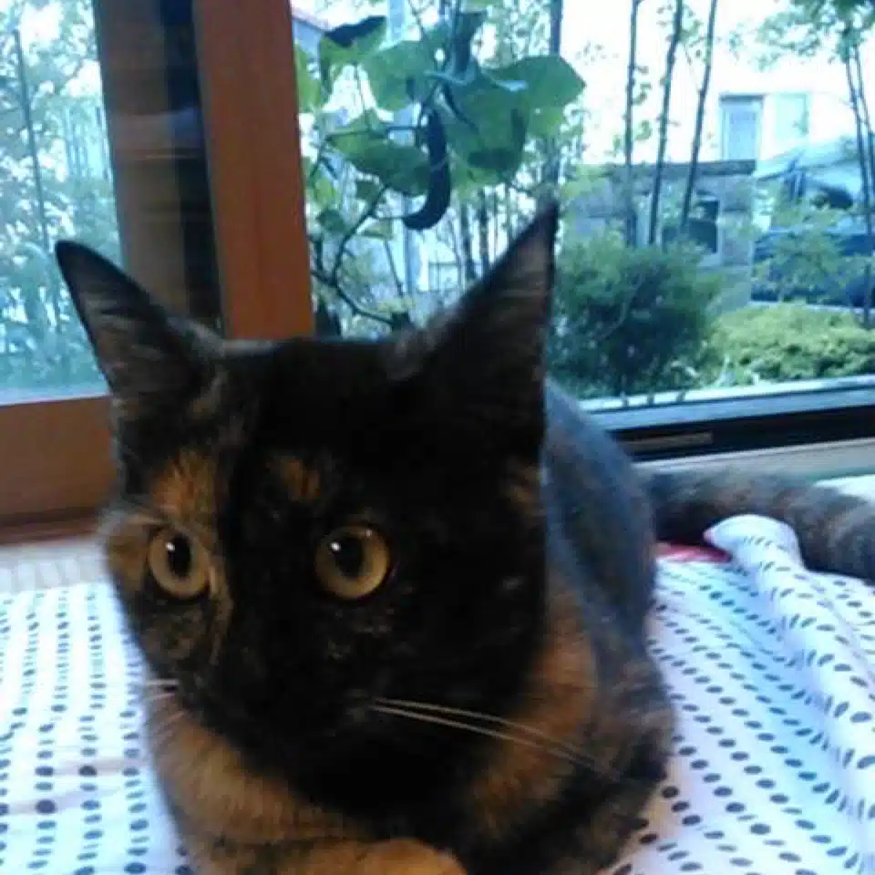 ふう
