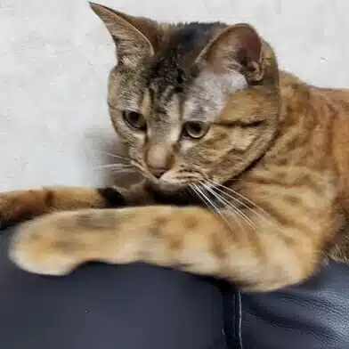 夏目藤村