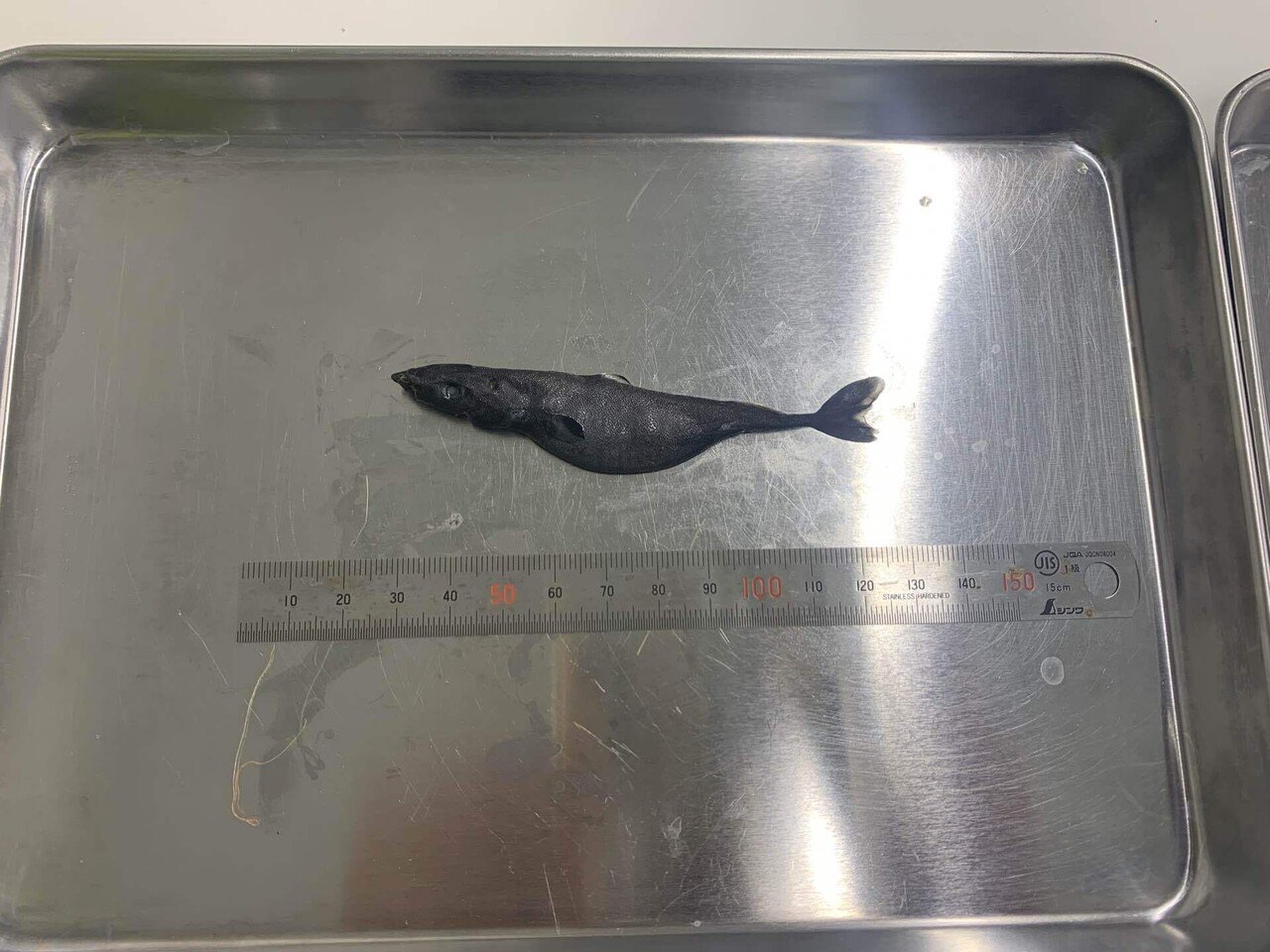 世界最小のサメが思っているより大きかった件｜シャーク