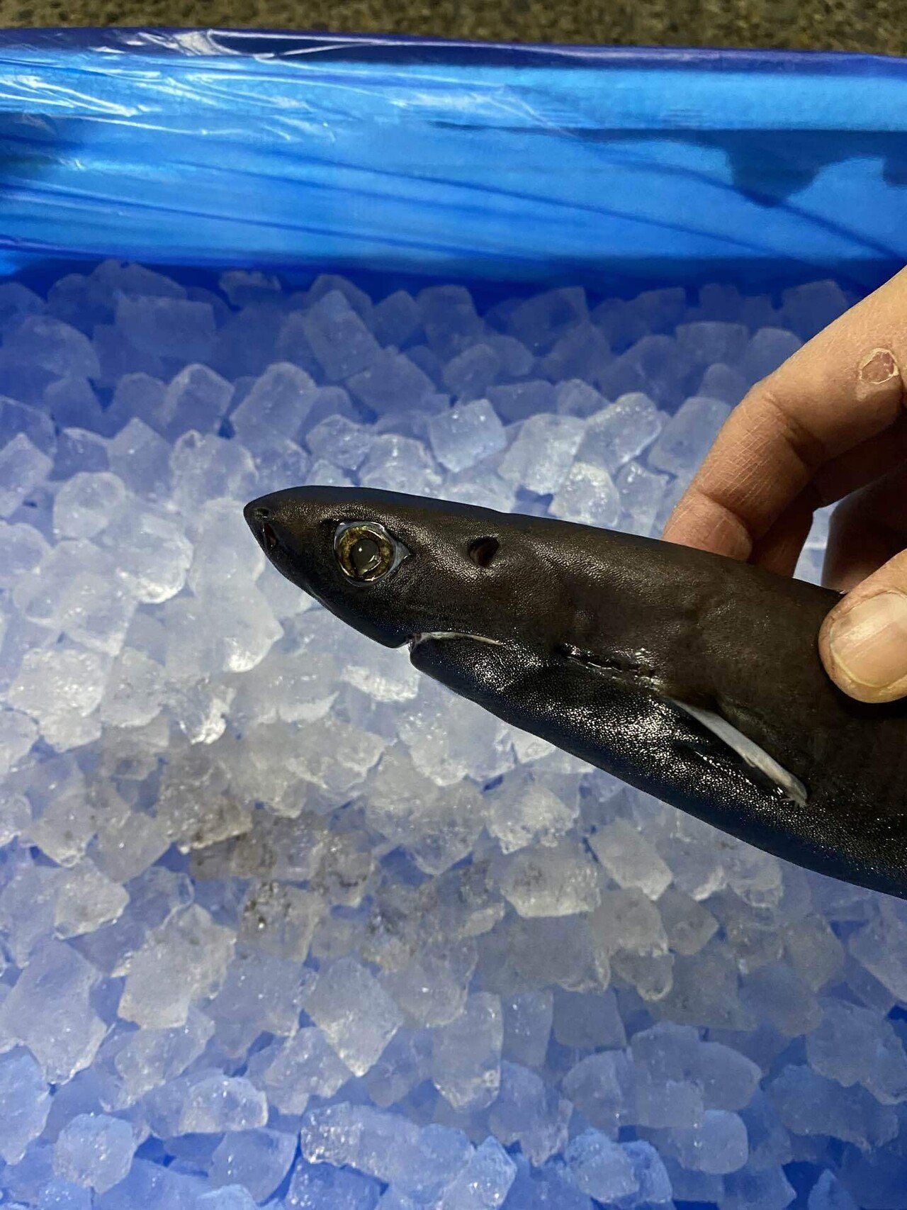 世界最小のサメが思っているより大きかった件 シャークジャーナリスト沼口麻子 Note 世界最小のサメが思っているより大きかった件 シャークジャーナリスト沼口麻子 Note