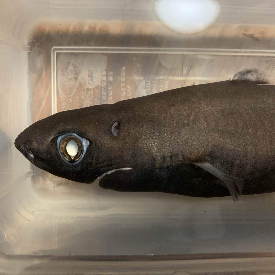 世界最小のサメが思っているより大きかった件 シャークジャーナリスト沼口麻子 Note