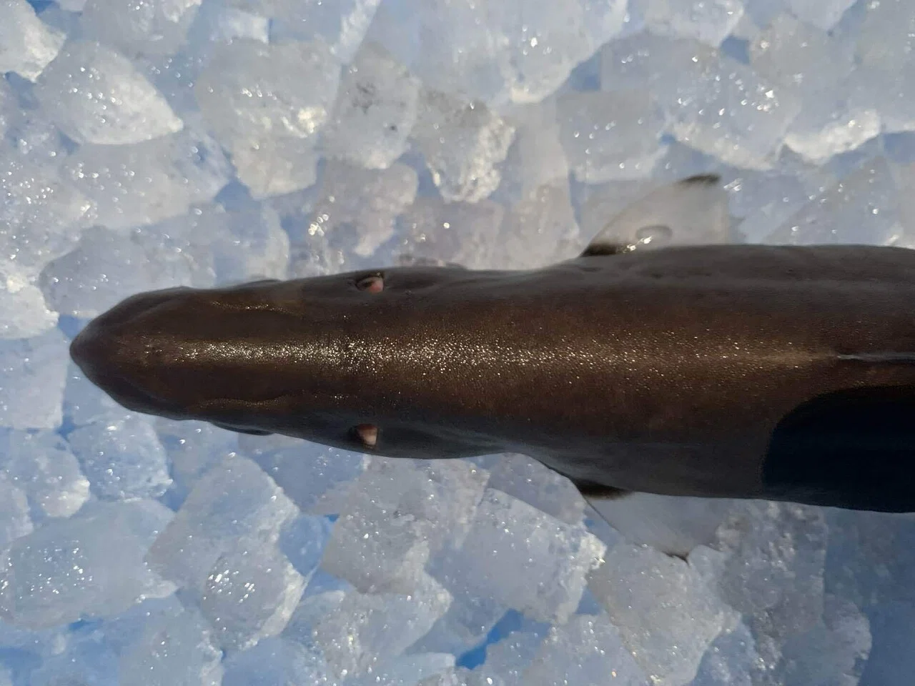 激レア世界最小のサメ！深海魚標本ツラナガコビトザメ