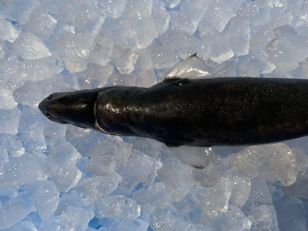 【超希少・深海標本】 世界最小のサメ　ツラナガコビトザメ液浸標本(2個体') 超希少・深海標本】 世界最小のサメ ツラナガコビトザメ液浸標本(2個体