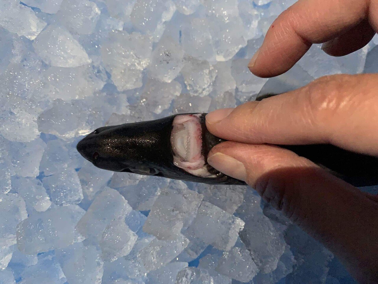 世界最小のサメが思っているより大きかった件 シャークジャーナリスト沼口麻子 Note 世界最小のサメが思っているより大きかった件 シャークジャーナリスト沼口麻子 Note