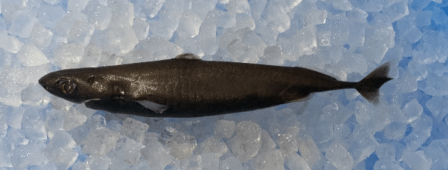 超希少・深海標本】 世界最小のサメ ツラナガコビトザメ液浸標本
