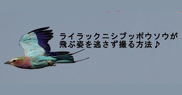 まるまるサファリの本』＊サファリ取材の裏ばなし - ケニア