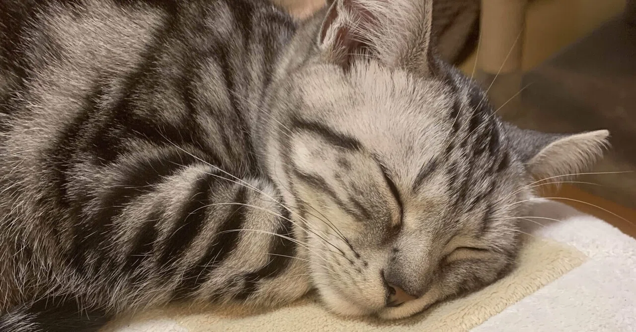 ねむり猫はどこにいる😺｜ノリノリ