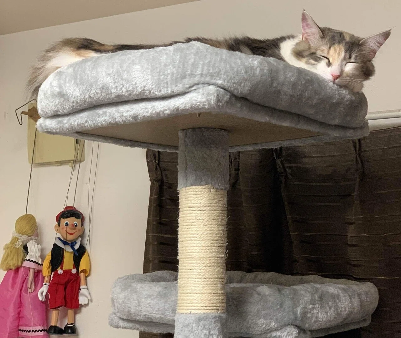 ねむり猫はどこにいる😺｜ノリノリ
