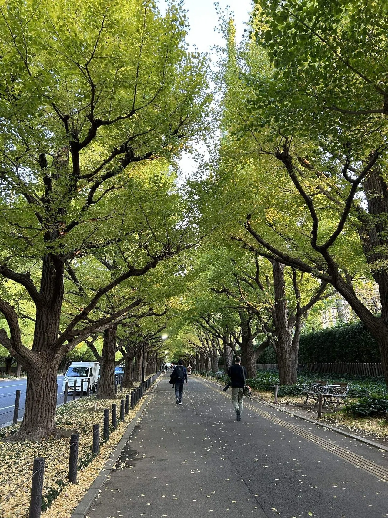 東京】神宮外苑イチョウ並木の歩き方🍁☕️｜Titicaca