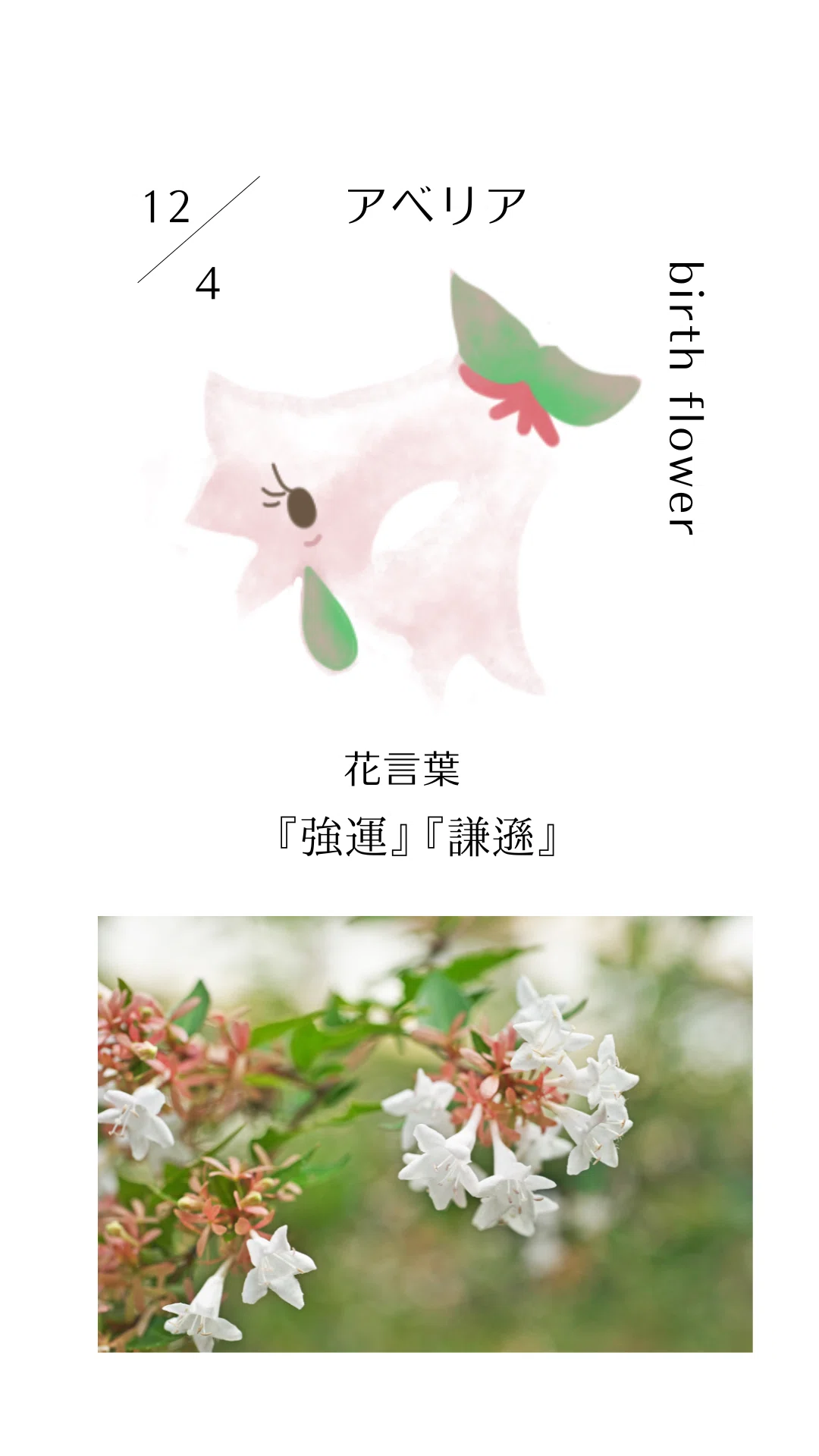 12月04日の誕生花と花言葉でおめでとう イラスト 写真 森田はぐみdesign イラストレーター Note 12月04日の誕生花と花言葉でおめでとう イラスト 写真 森田はぐみdesign イラストレーター Note