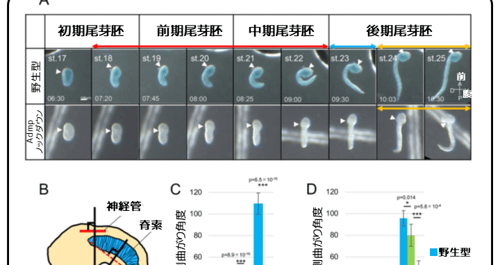 ホヤ幼生の尾の腹側曲がり ～あらがう腹側表皮細胞～｜かわいせーざん@基礎研究っておもしろい！ 生物編｜note