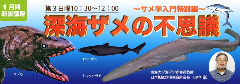 2023年1月から開講 田中彰先生による深海ザメの特別講座｜シャーク