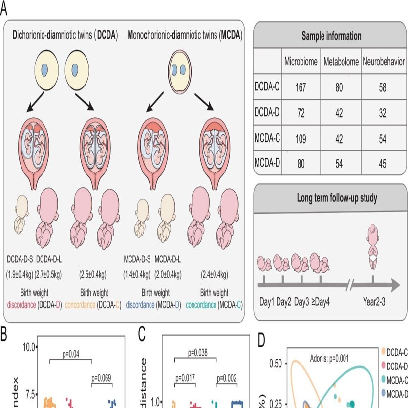 不利な子宮内環境は、双子の腸内細菌叢とメタボロームの異常に寄与している｜哉百名