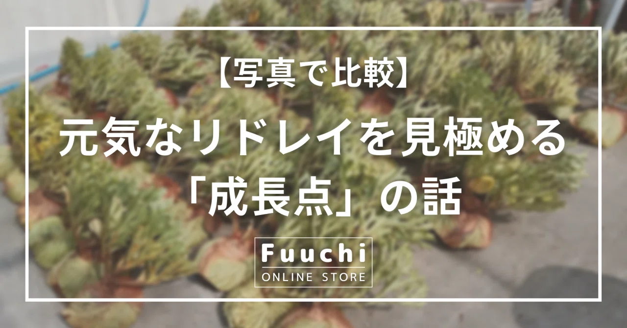 【写真で比較】元気なリドレイを見極める「成長点」の話｜Fuuchi