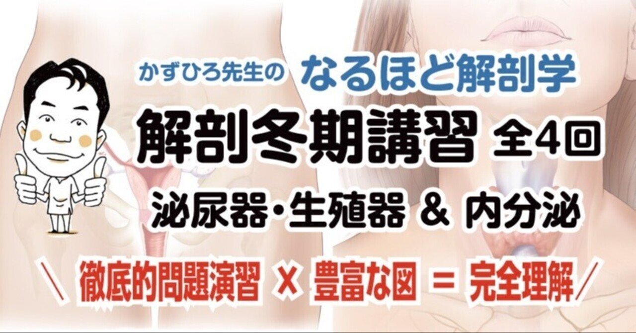 解剖冬期講習 泌尿器・生殖器＆内分泌｜かずひろ先生（黒澤一弘｜解剖学）