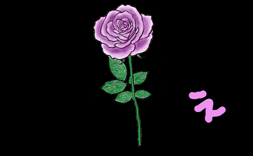 紫のバラ11