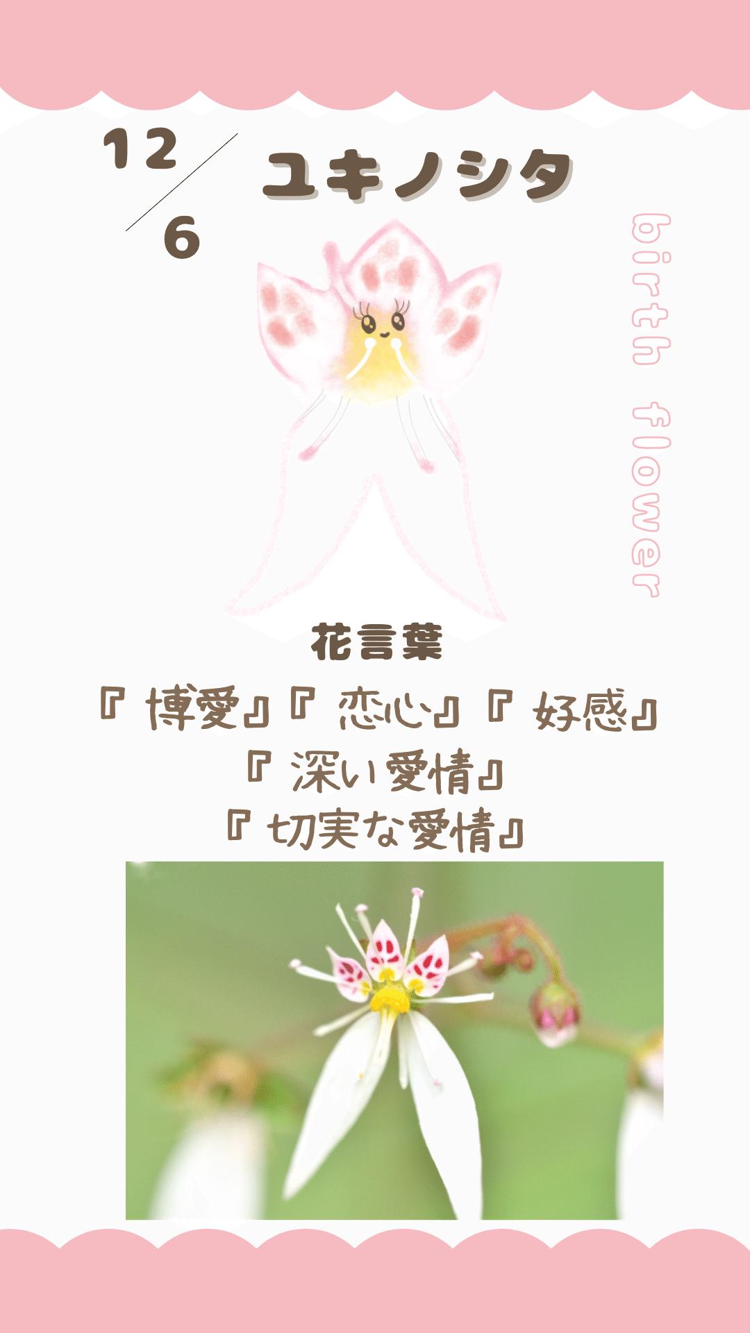 12月06日の誕生花と花言葉でおめでとう イラスト 写真 森田はぐみdesign イラストレーター Note