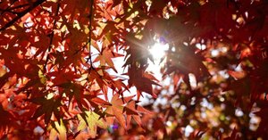 日本名歌集成   /学燈社/秋山虔（単行本） Amazon.co.jp: 日本名歌集成 : 秋山虔: 本｜文学・小説