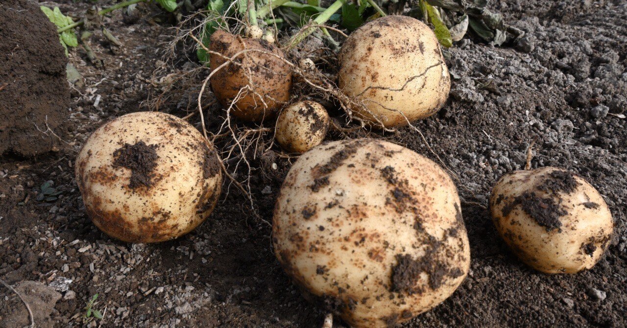 幻の じゃがいも ジャガイモ 06 幻の じゃがいも ジャガイモ 06