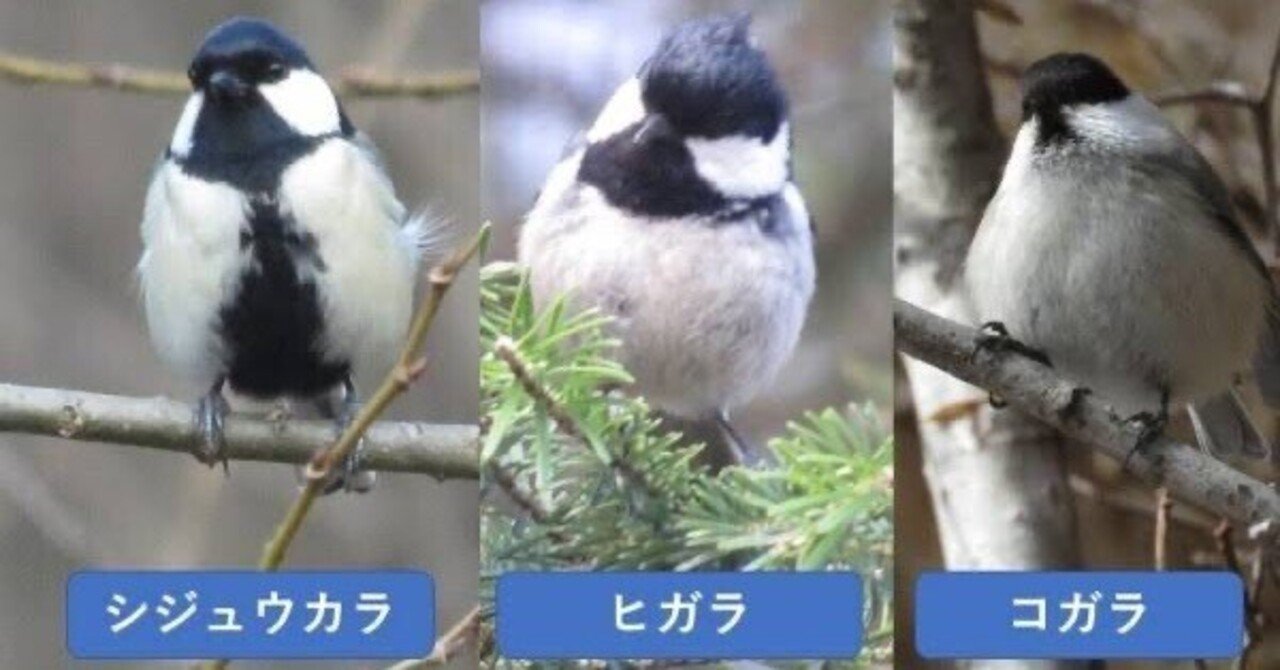 定番 第2313回 間違われる鳥たち｜翆野 大地 置物