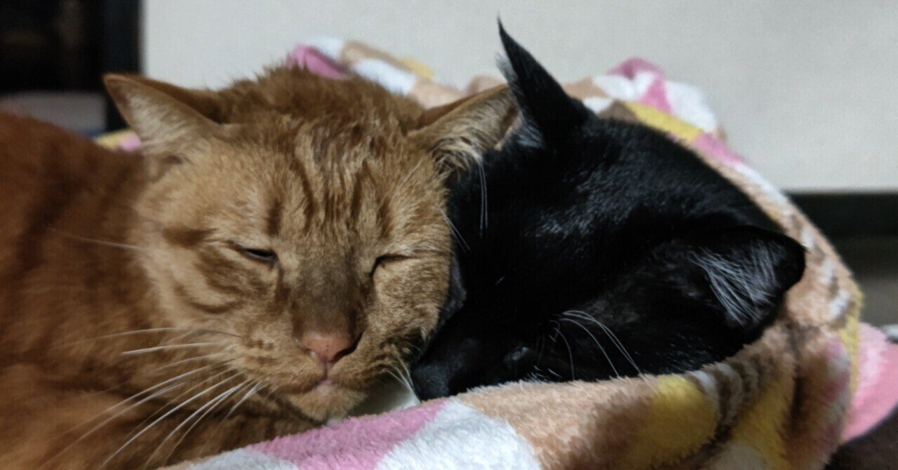 着替えたくないっ 家にいたい私と猫が2匹 Note