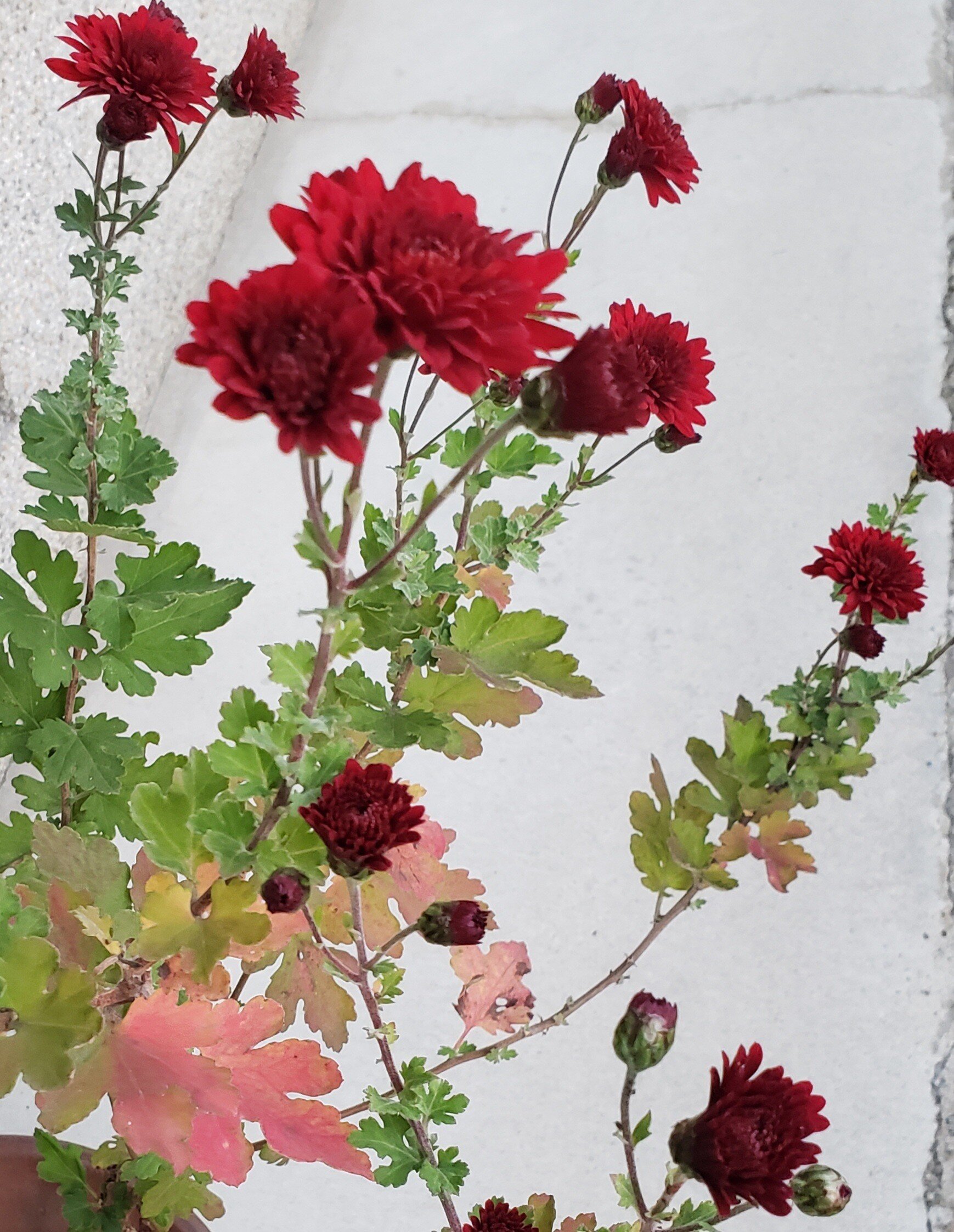 スプレーマム の新着タグ記事一覧 Note つくる つながる とどける