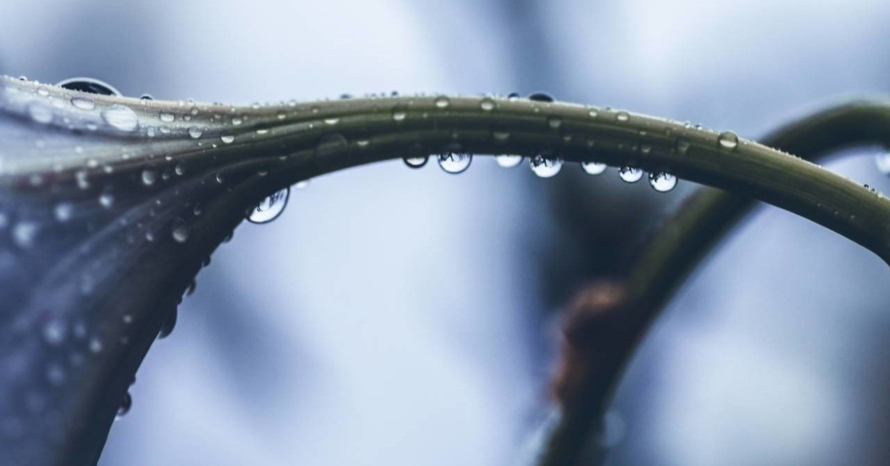 映画 リズと青い鳥 の演出についての感想と考察 阿井 Note