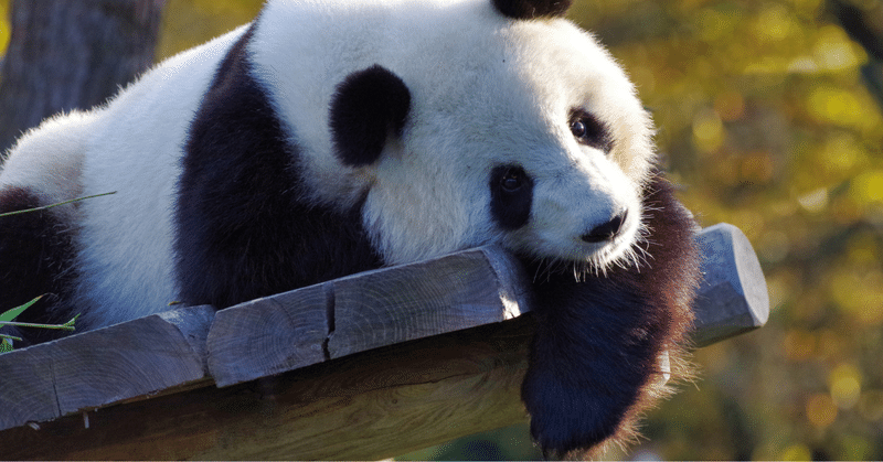 43.【動物】パンダのシャンシャン中国へ🇨🇳