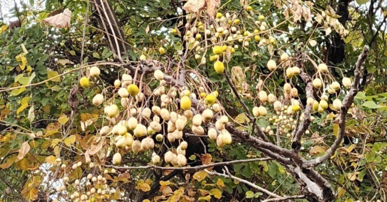本紫檀ポリウレタン仕上げ虫食い蕗の葉ペンダント 木製