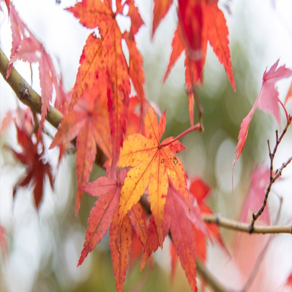 Ai AF Zoom-Nikkor 24-85mm f/2.8-4D IF レンズ購入後レビュー。万博