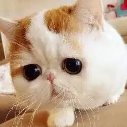 ＹＡＳＵの小心馬券