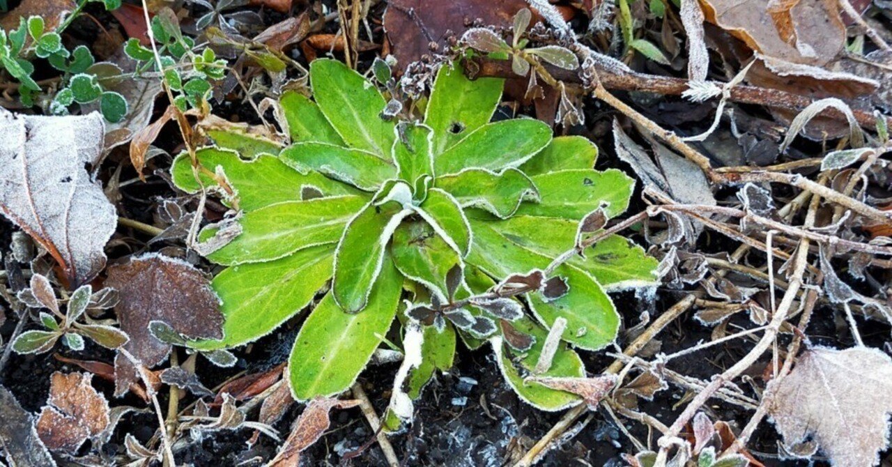 雑草のロゼット｜用務レンジャー