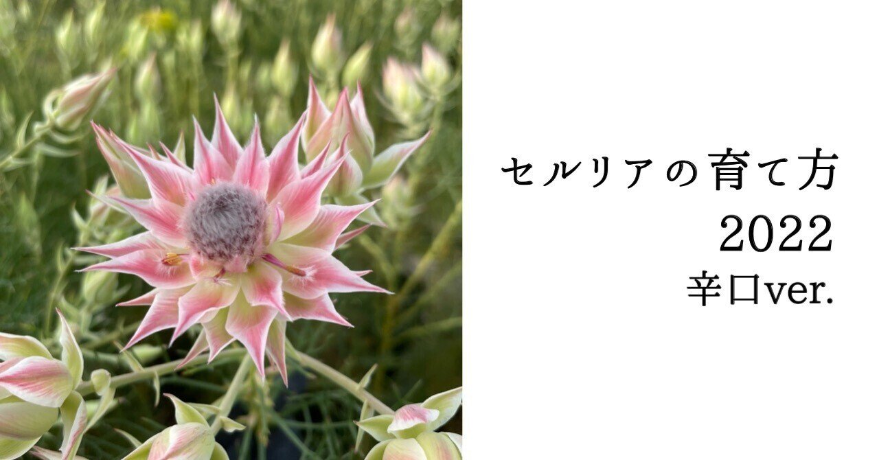 新説 セルリアの育て方 22 辛口ver ワタライタクヤノート Note 新説 セルリアの育て方 22 辛口ver ワタライタクヤノート Note