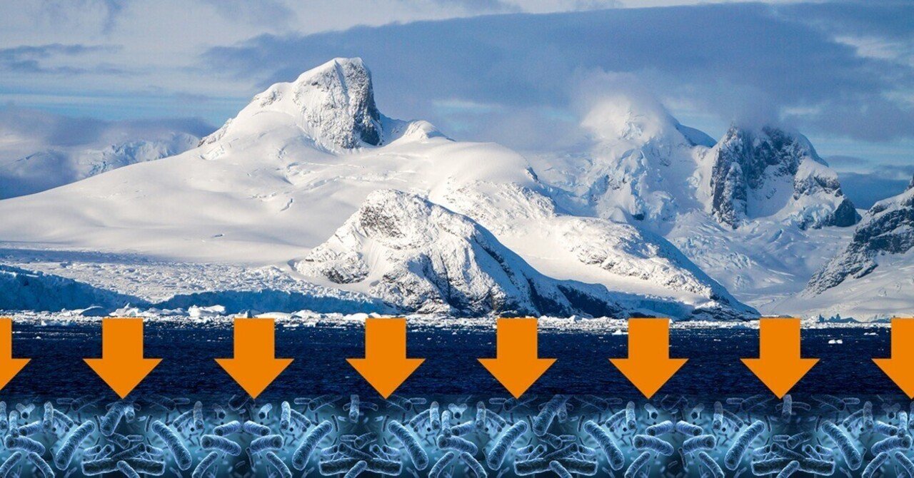 木材に生息する微生物のおかげで、木は気候に 10% 有益です