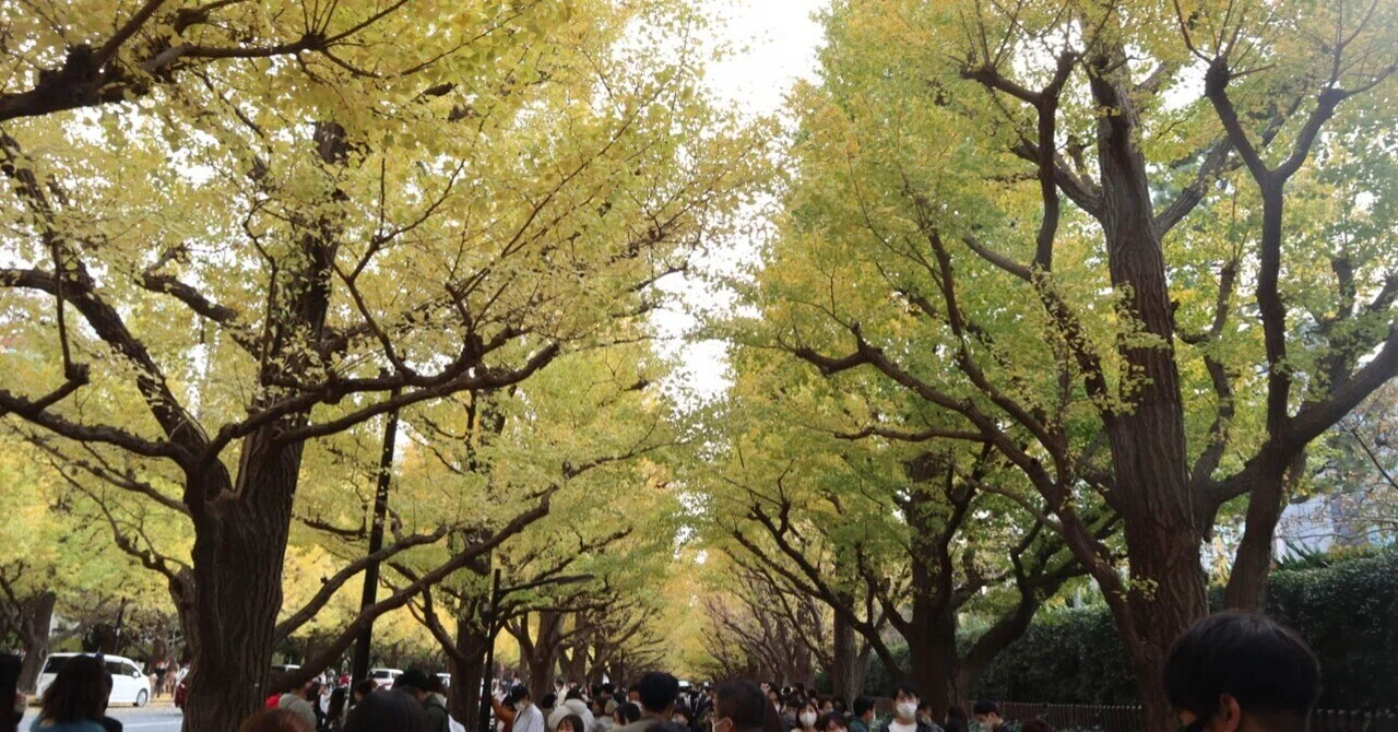 東京】神宮外苑イチョウ並木の歩き方🍁☕️｜Titicaca