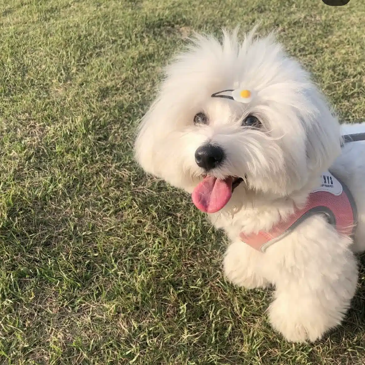 ぽ