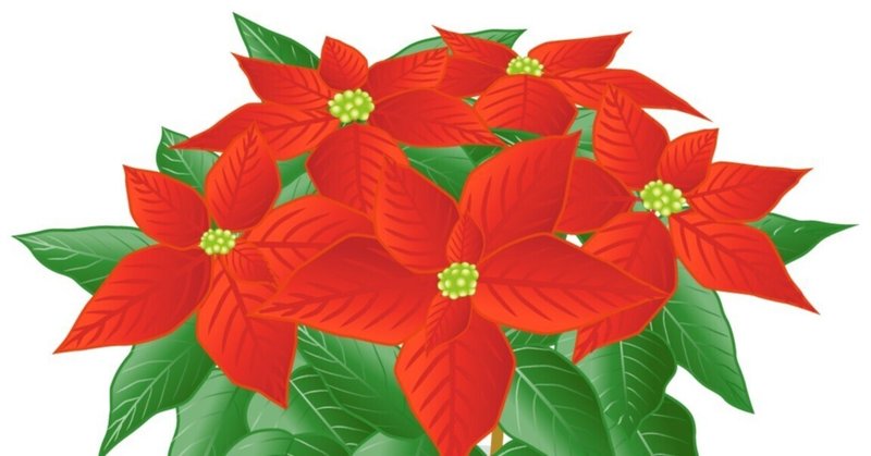 花言葉日誌：12月9日の誕生花は「ポインセチア」