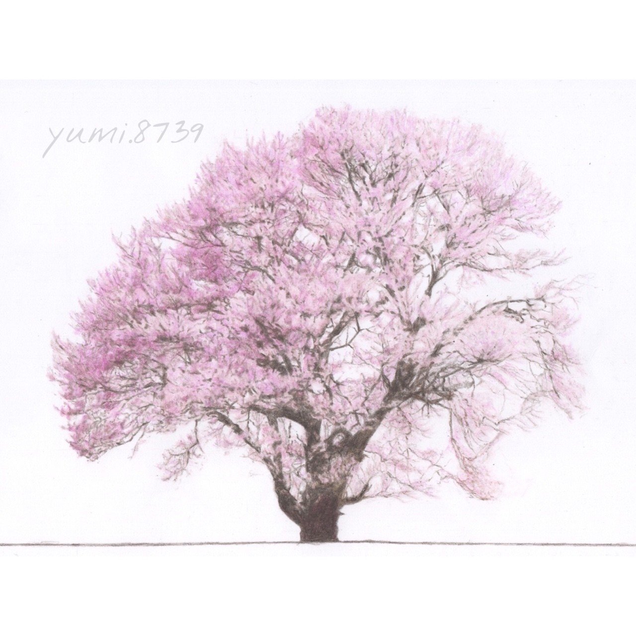 色鉛筆で桜 Yumi Note