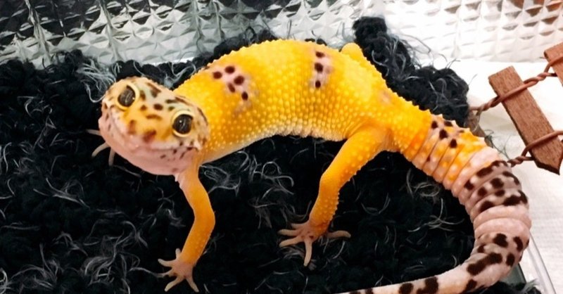 君には何が見える レオパ飼い始めました 後編 夏目ユタ Note