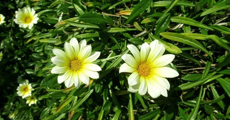 勲章菊 の新着タグ記事一覧 Note つくる つながる とどける