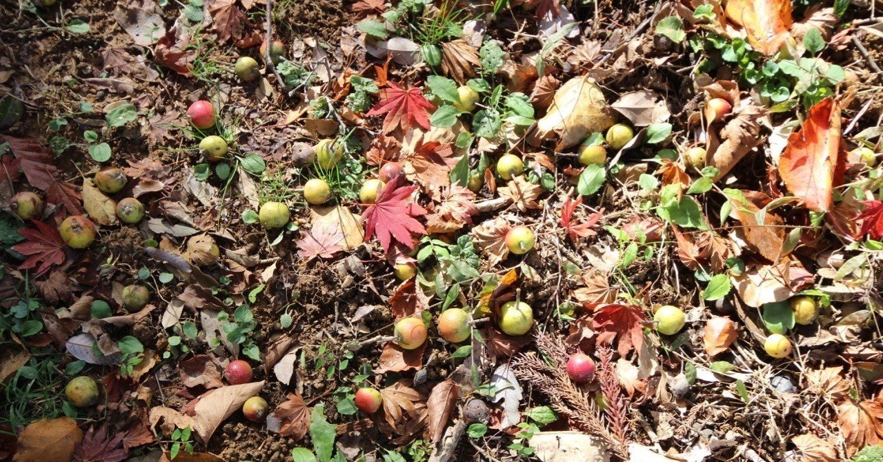 野生のリンゴは 今も生きつづけている 森の案内人 Note 野生のリンゴは 今も生きつづけている 森の案内人 Note