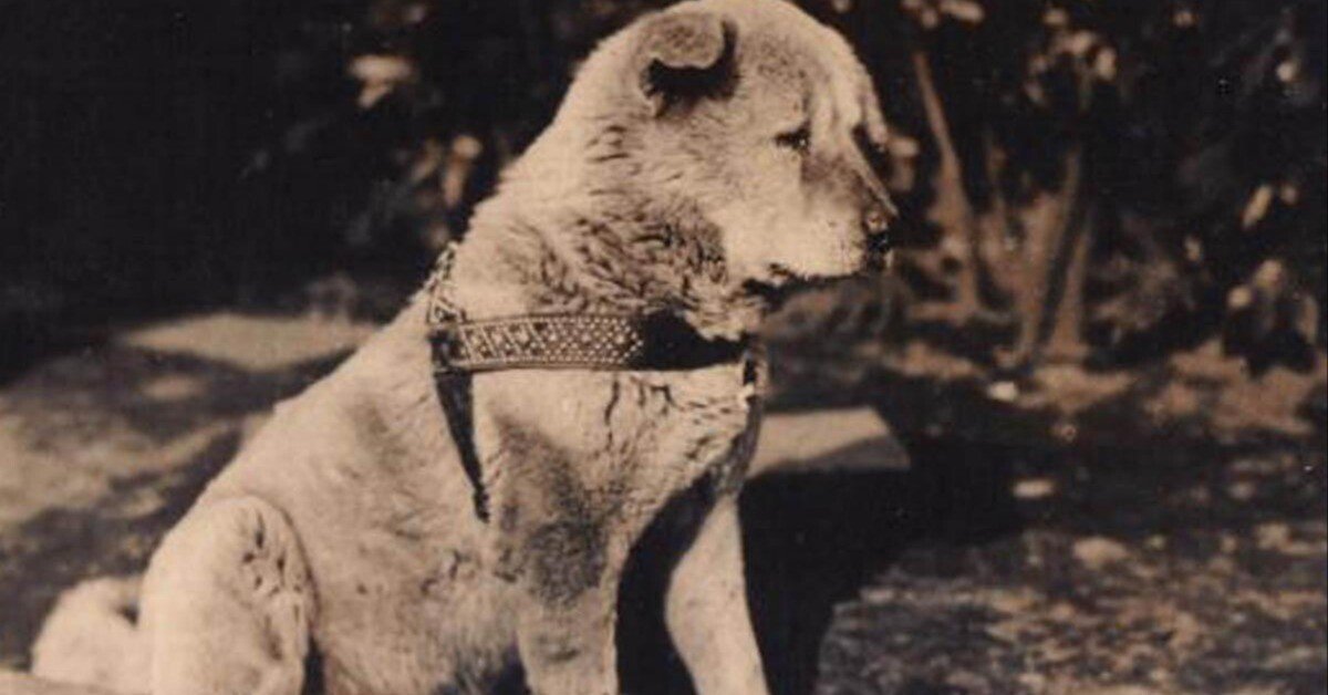 忠犬 忠犬ハチ｜TECHNOuchi