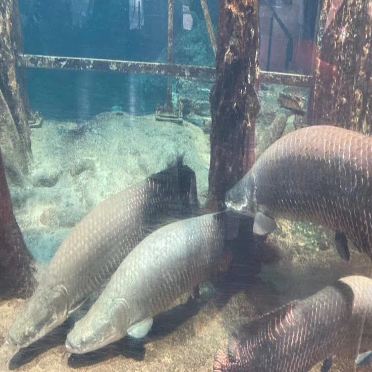 ピラルクは私に笑いかける 第2章 ピラルクは飛ぶ？鳥羽水族館取材記―1 