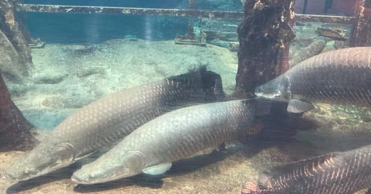 ピラルクは私に笑いかける 第2章 ピラルクは飛ぶ？ 鳥羽水族館取材記 