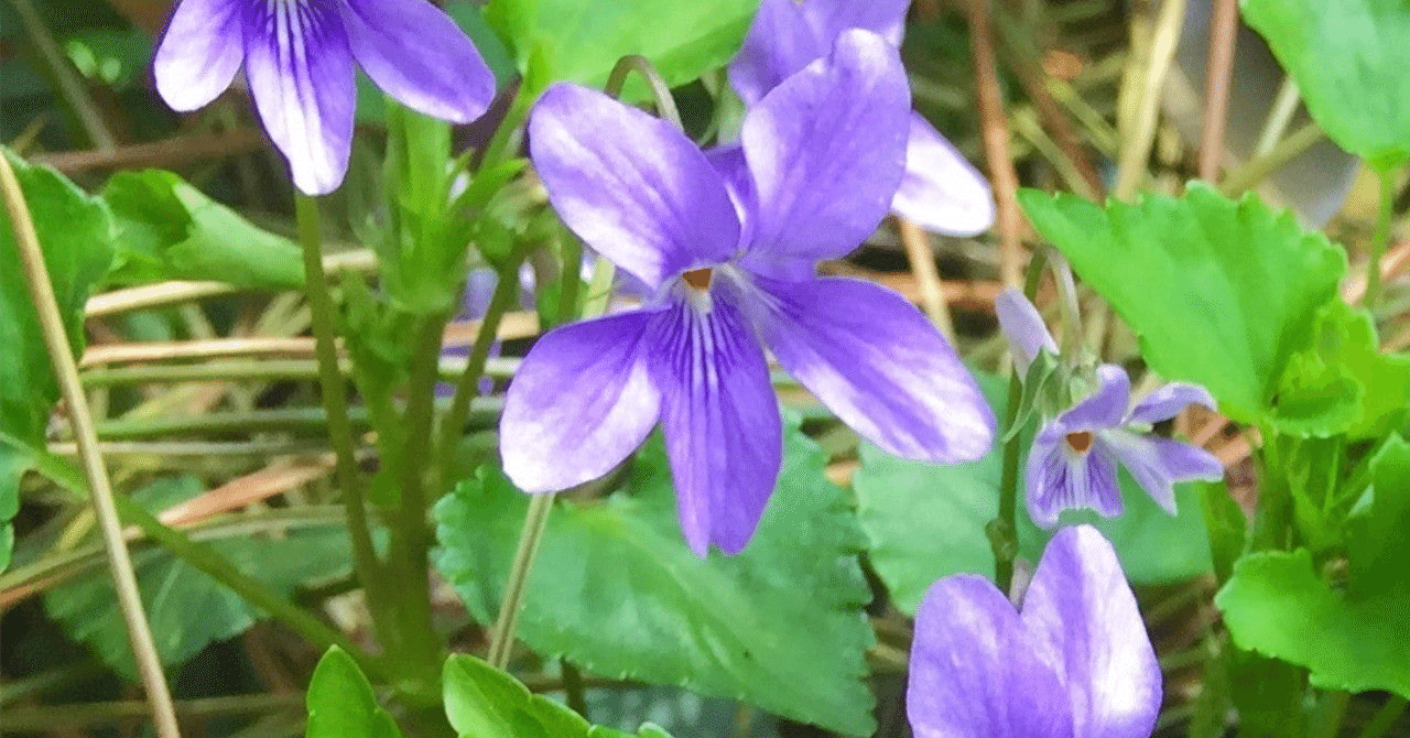 【ラッピング無料】 世界の花と草木の民話｜弟切千隼 国文学研究
