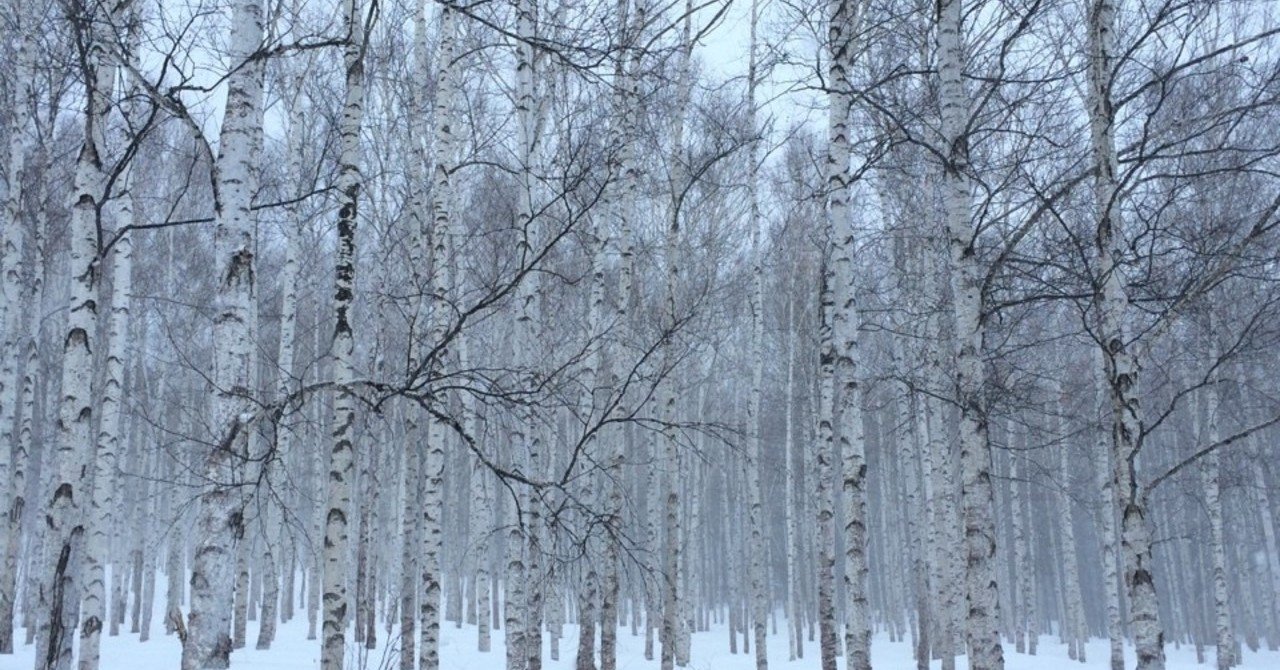 北海道の木 白樺の森 セキネタツヤ Note