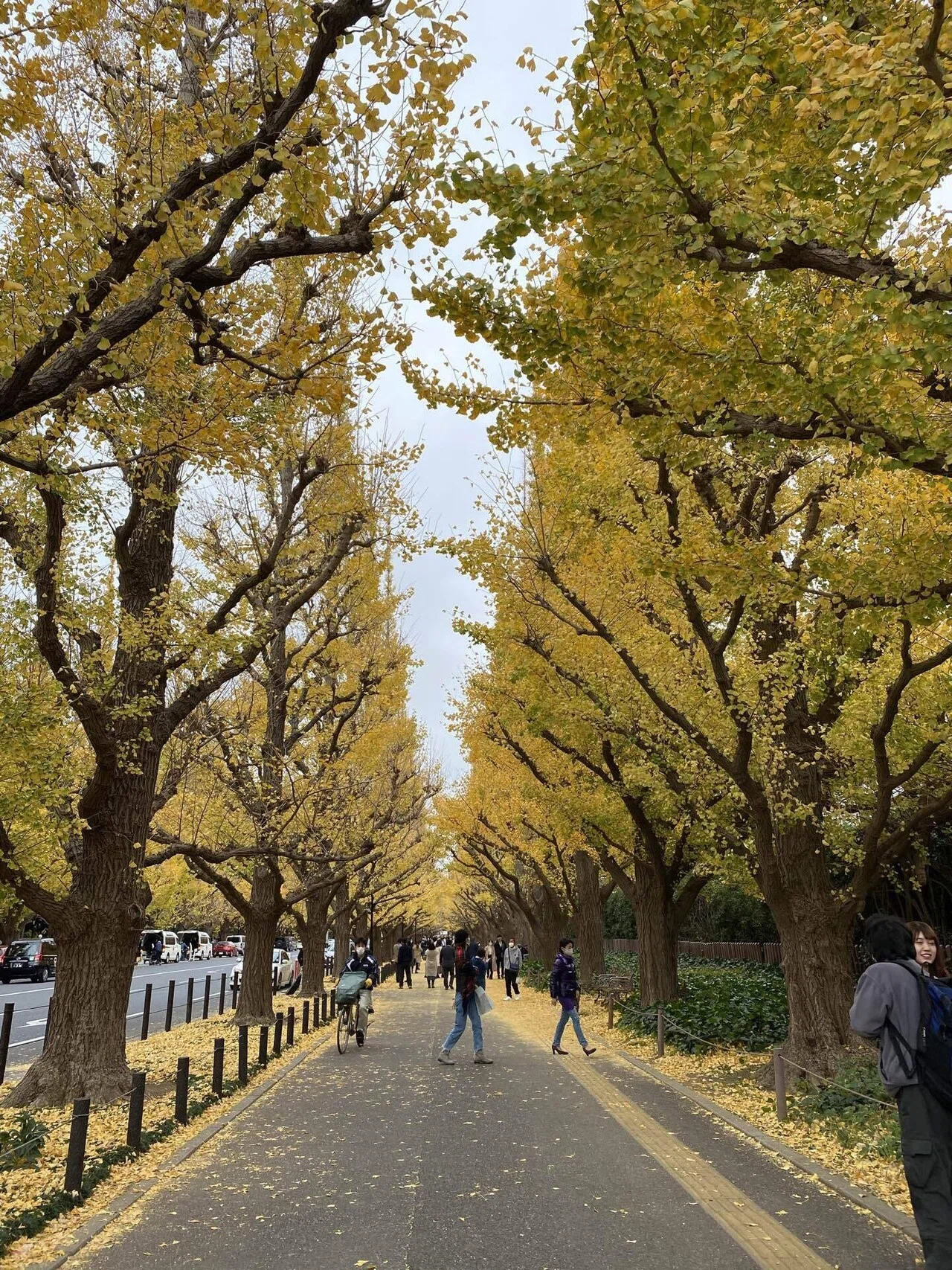 東京】神宮外苑イチョウ並木の歩き方🍁☕️｜Titicaca