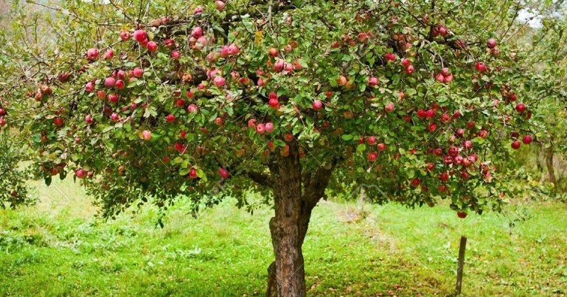 「明日世界が滅びるとしても、 今日君はリンゴの木を植える」