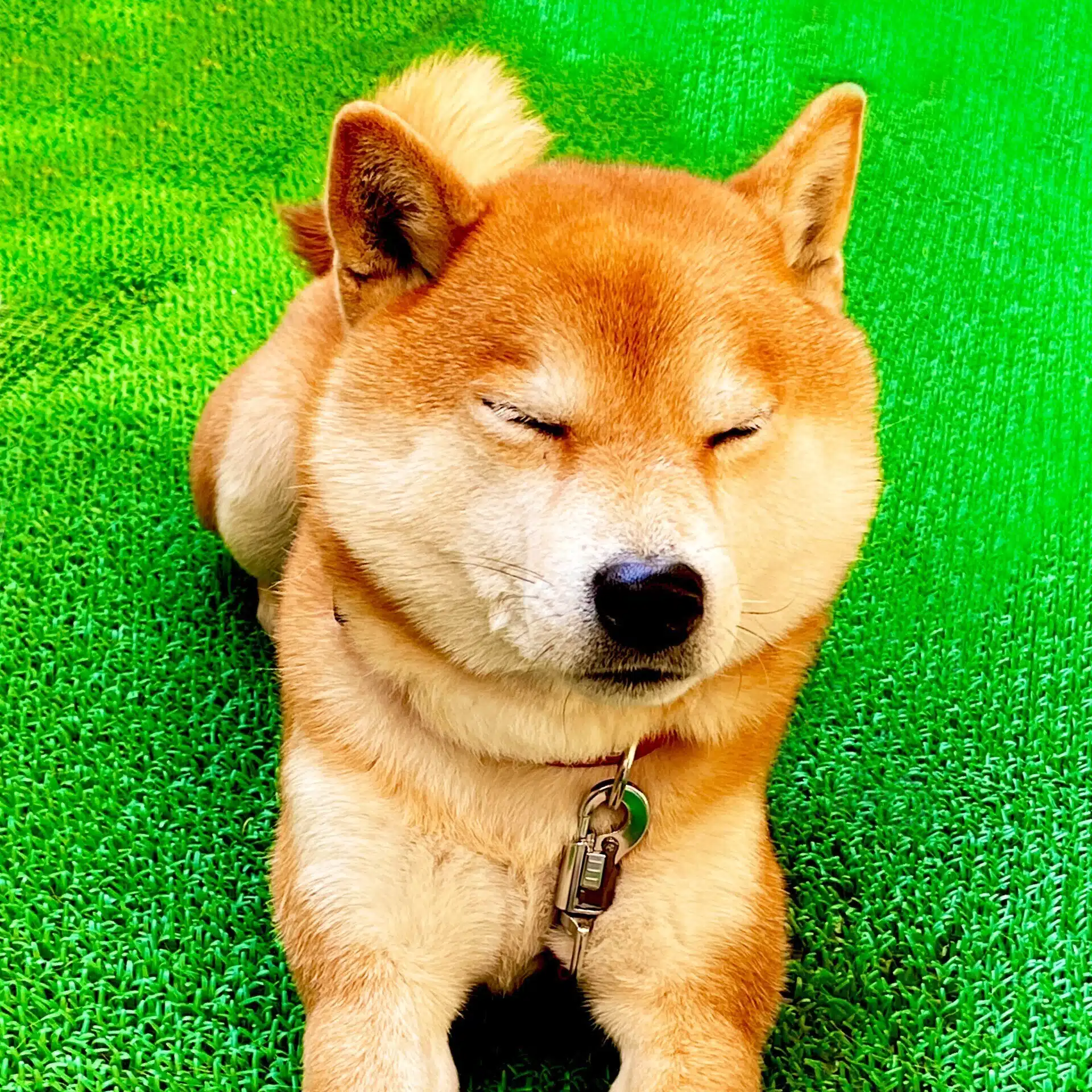 ラッキー ZOE