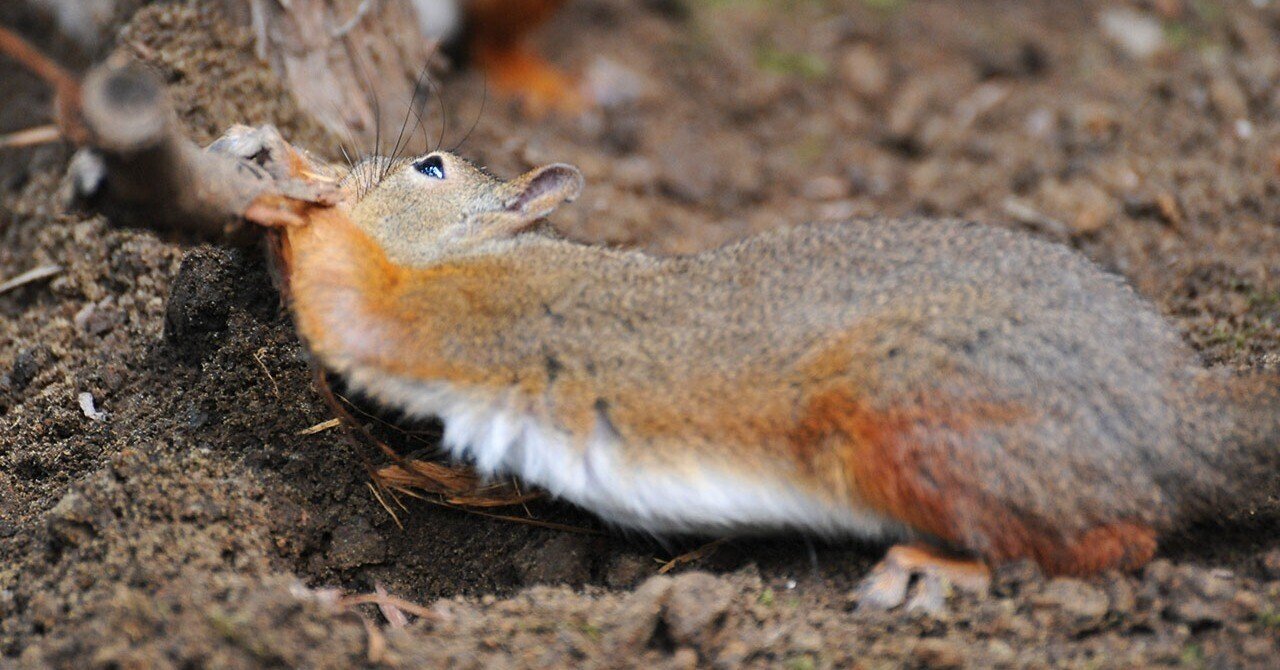 Jane確認用 192-75B/II NUDE M75B/II用交換針 | JICO 日本精機宝石工業株式会社